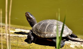 Želvy v centru města! V našem jezírku už je celá želví rodina